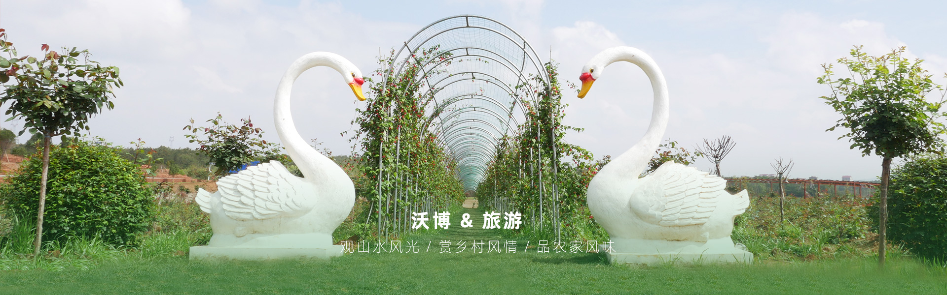 鮮果采摘都有江西沃博吳茱萸、江西沃博花海、江西沃博蔓荊子、江西沃博金銀花等品種，同時(shí)也是一家江西婚紗攝影旅拍基地和江西花海打卡基地，可以提供紫薇花花海造型服務(wù)，花花世界看沃博花海，相信我們這里不會(huì)讓大家失望的