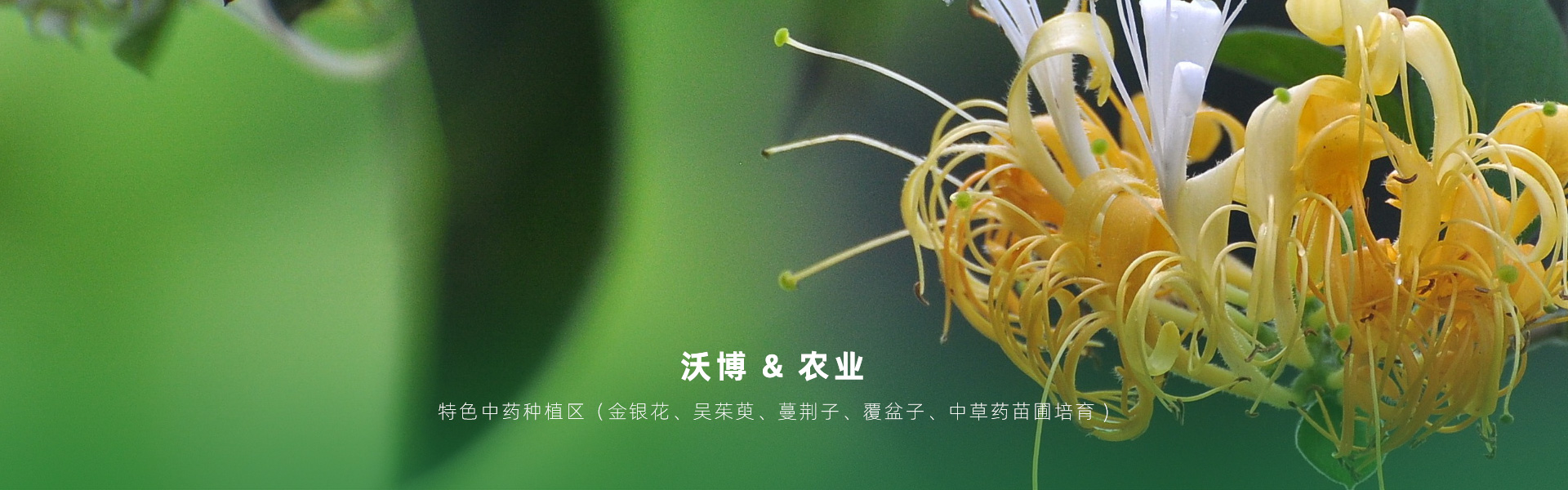 主要提供農(nóng)業(yè)親子樂(lè)園旅游、江西中藥種植、江西樂(lè)平鮮果采摘體驗(yàn)、江西夏令營(yíng)研學(xué)、江西戶(hù)外拓展、江西旅游打卡、江西水上樂(lè)園游艇、江西沃博VR科技科普等服務(wù)項(xiàng)目。
